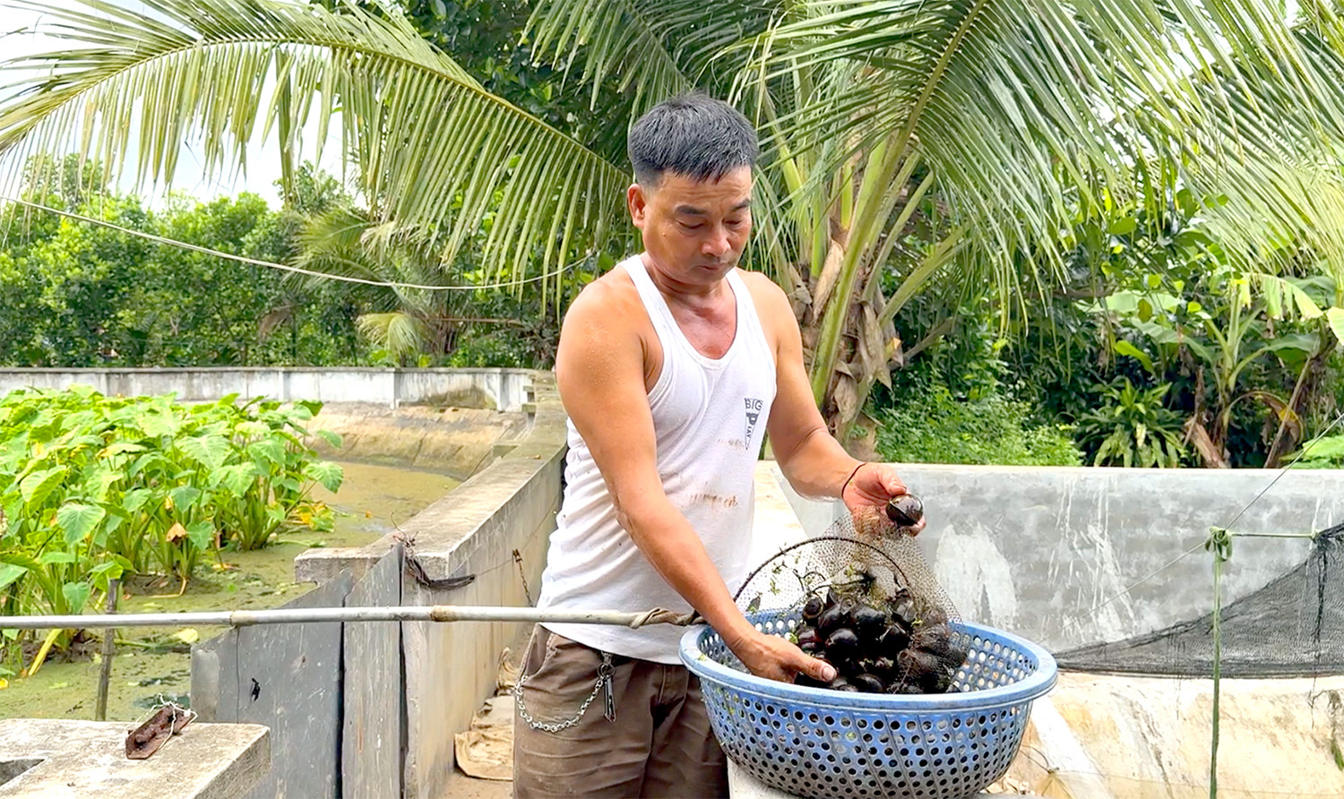 Witness the largest snail farm in Tu Ky district