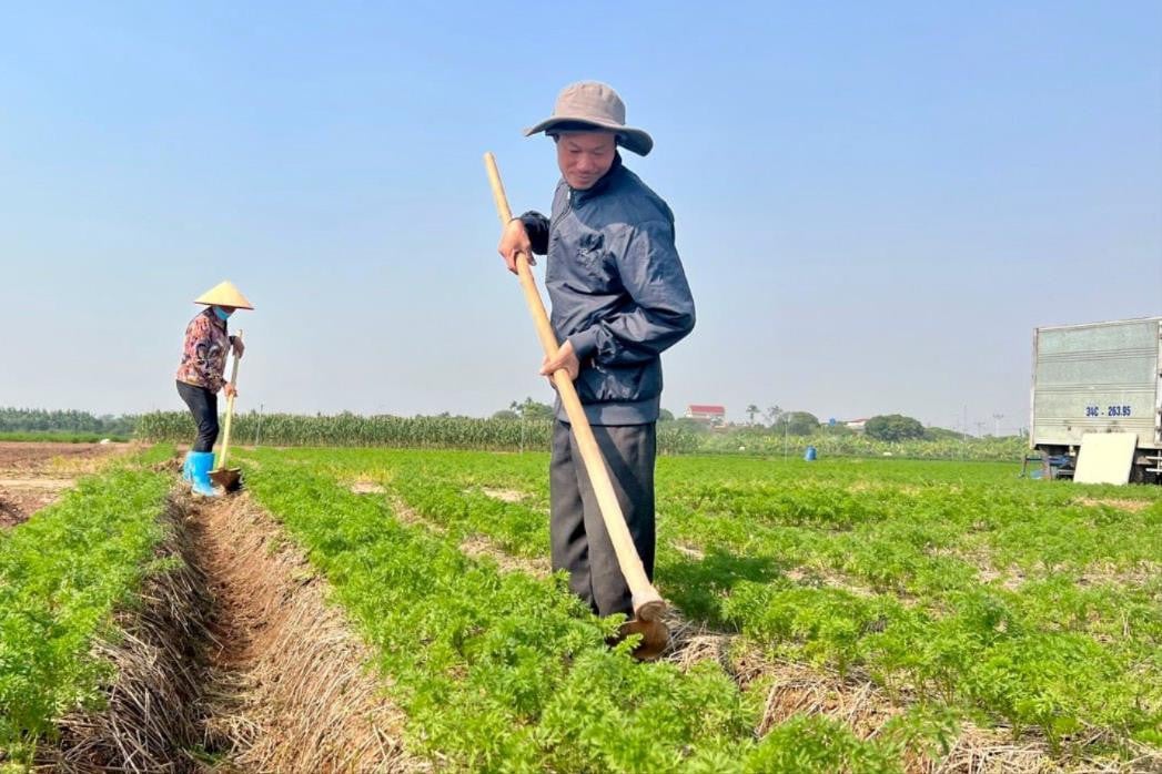 Nông dân Thanh Miện phất lên nhờ tích tụ ruộng đất