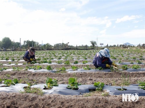 Hội Nông dân huyện Thuận Bắc: Hỗ trợ hội viên phát triển kinh tế