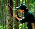 คาดการณ์ว่าการส่งออกยางของเวียดนามจะสูงถึง 3.5 พันล้านเหรียญสหรัฐฯ ในปี 2567