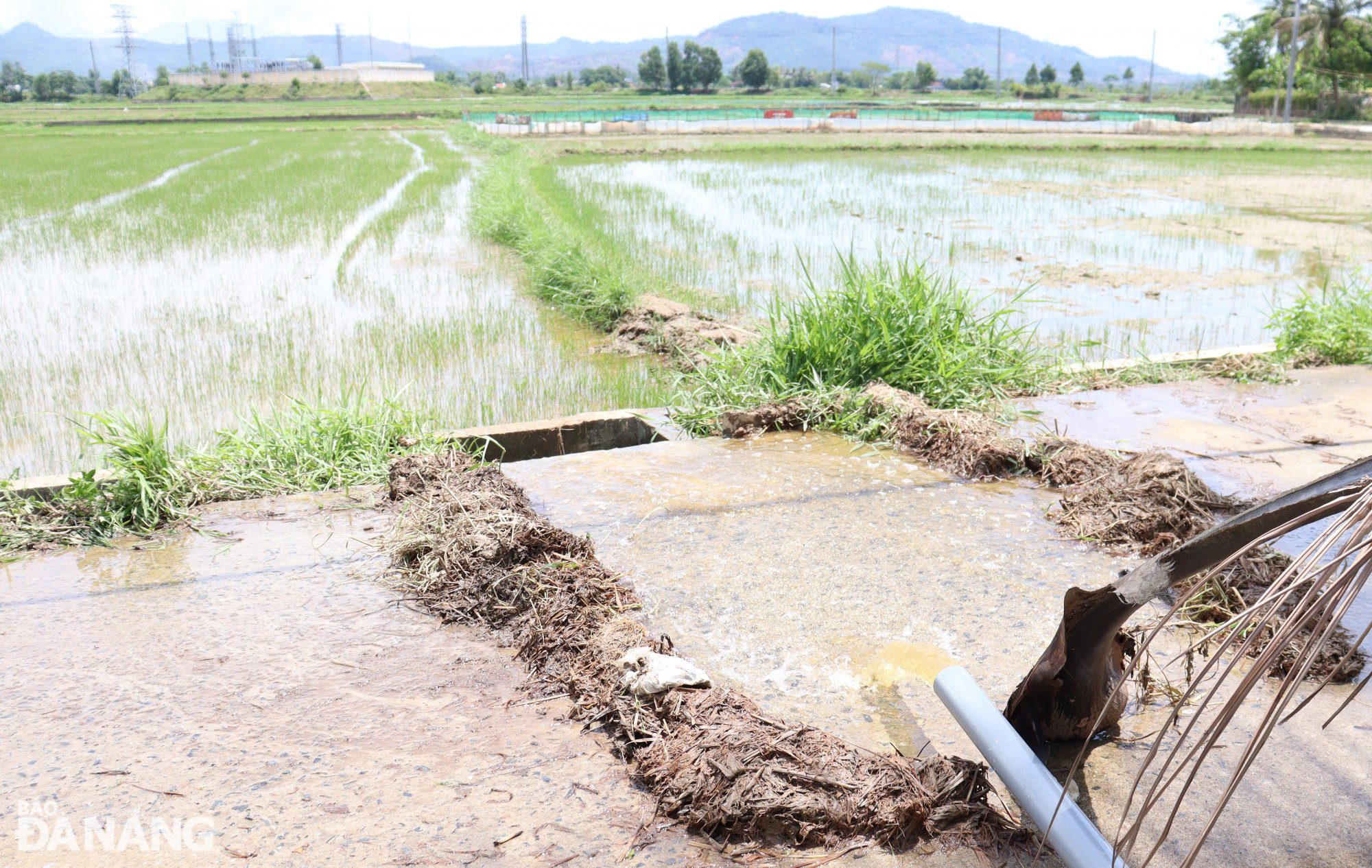 Viele Sommer- und Herbstreisanbaugebiete in der Gemeinde Hoa Phong überwinden Dürre und Versalzung. Foto: HOANG HIEP