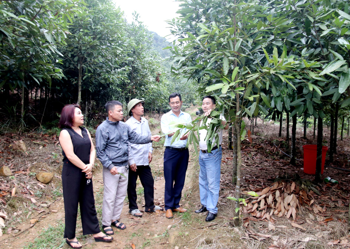 Los líderes de la comuna de Tan Thanh (Bac Quang) inspeccionaron el área forestal en la aldea de Nam Mu.