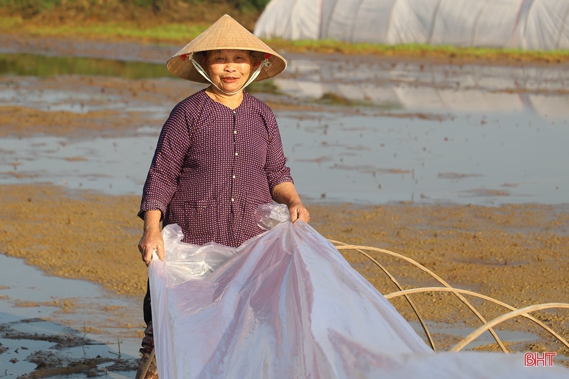 Nông dân Hà Tĩnh “đua” tiến độ gieo cấy lúa xuân