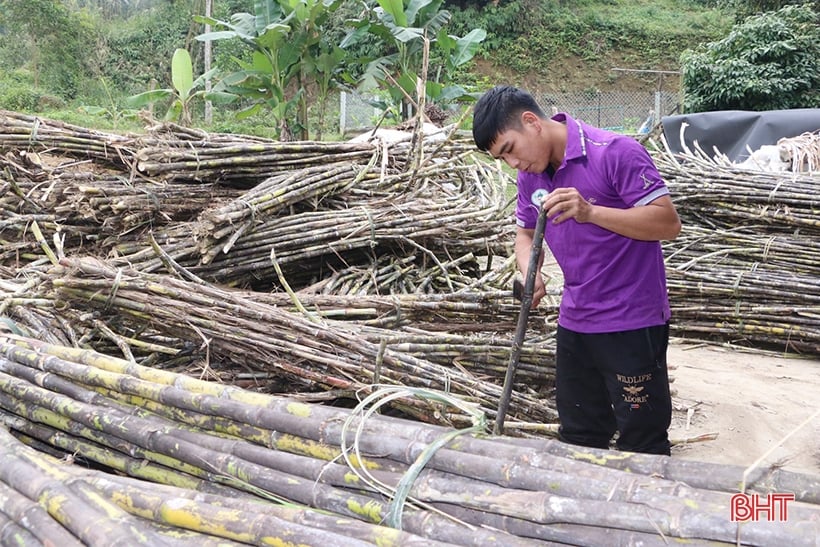 Sản phẩm nông nghiệp Vũ Quang mở rộng thị trường tiêu thụ