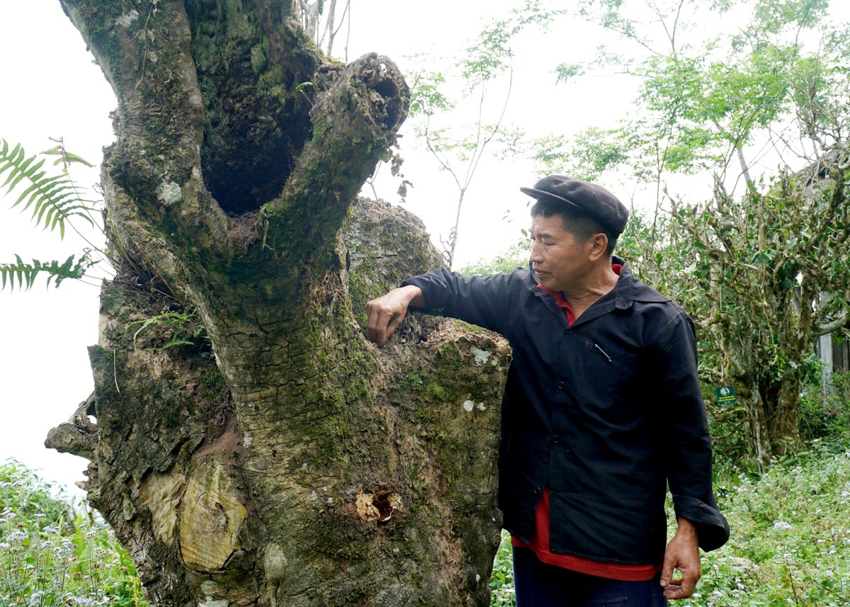 Der alte Teebaum in der Gemeinde Nam Ty (Hoang Su Phi) erhielt das Schild „Vietnam Heritage Tree“, wobei nur der Stumpf erhalten blieb.  