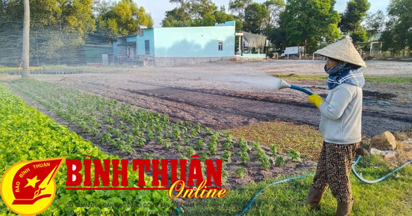 Los agricultores de La Gi se dedican a la cosecha de hortalizas del Tet