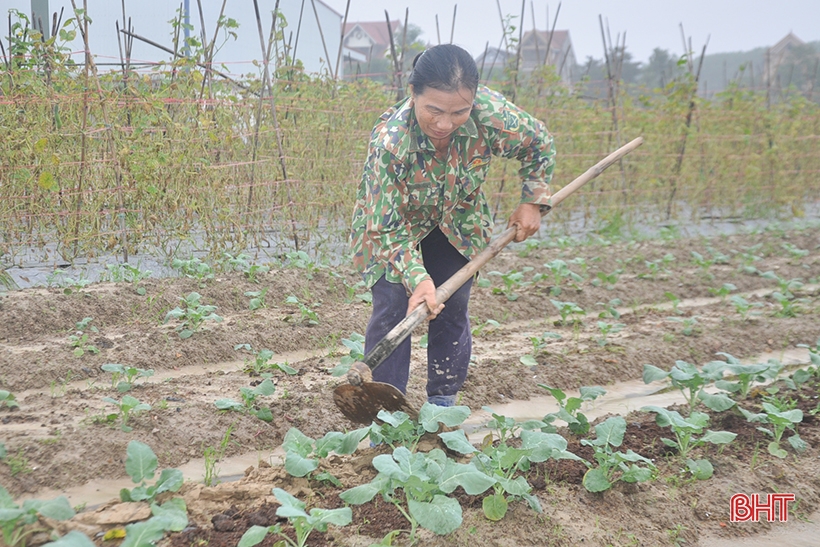 Localidades de Ha Tinh aceleran la producción de cultivos de invierno