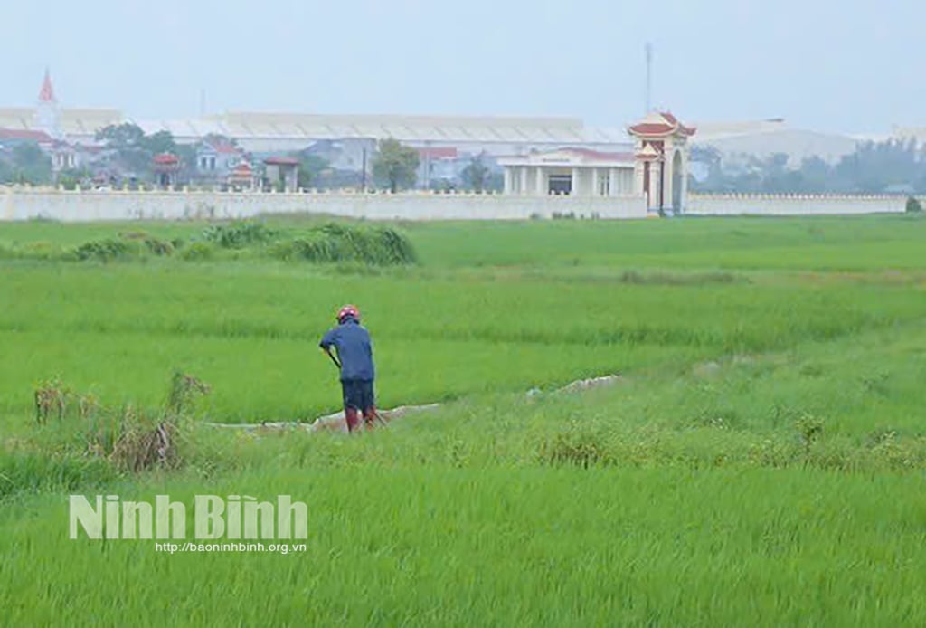 닌빈, 폭풍 3호로부터 농업 생산 보호