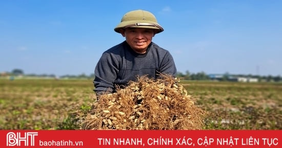 Los agricultores de Nghi Xuan "desafían el frío" para cosechar maní de otoño-invierno.