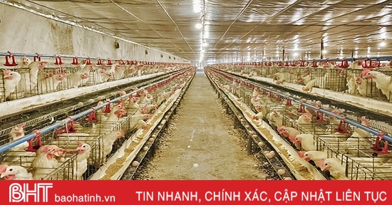 Chăn nuôi gia cầm ở Hà Tĩnh tăng trưởng tích cực