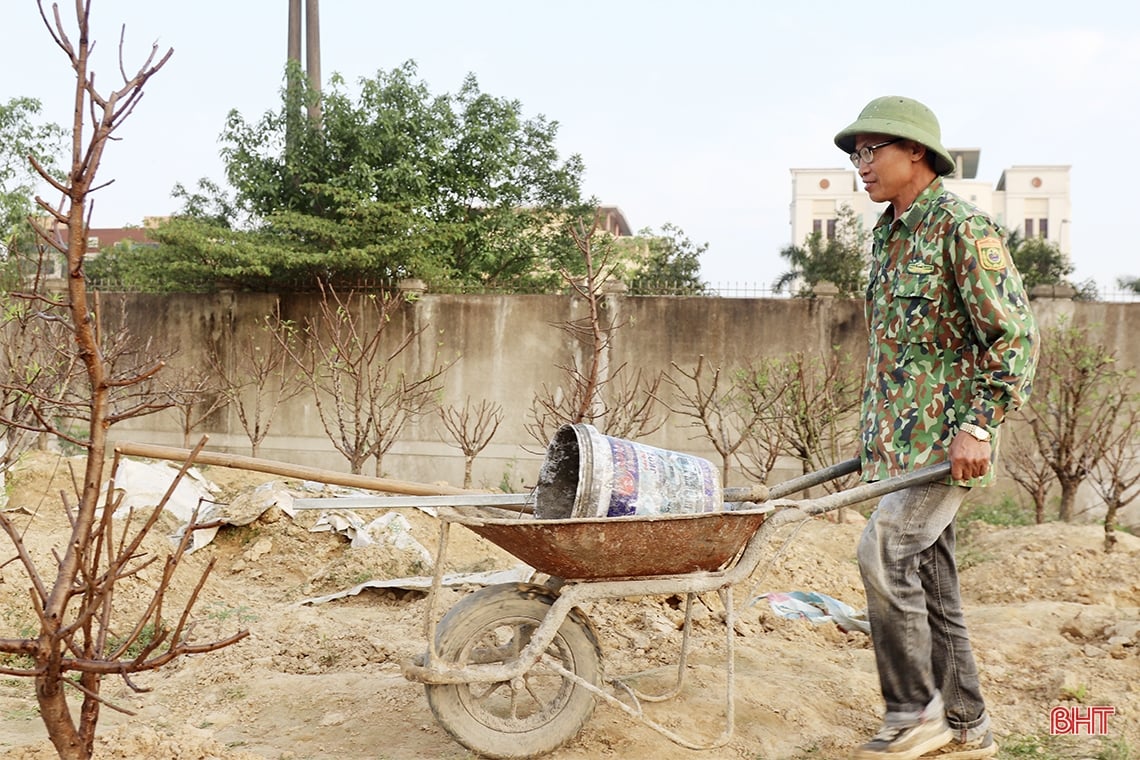 Tất bật phục hồi cây đào sau tết Nguyên đán