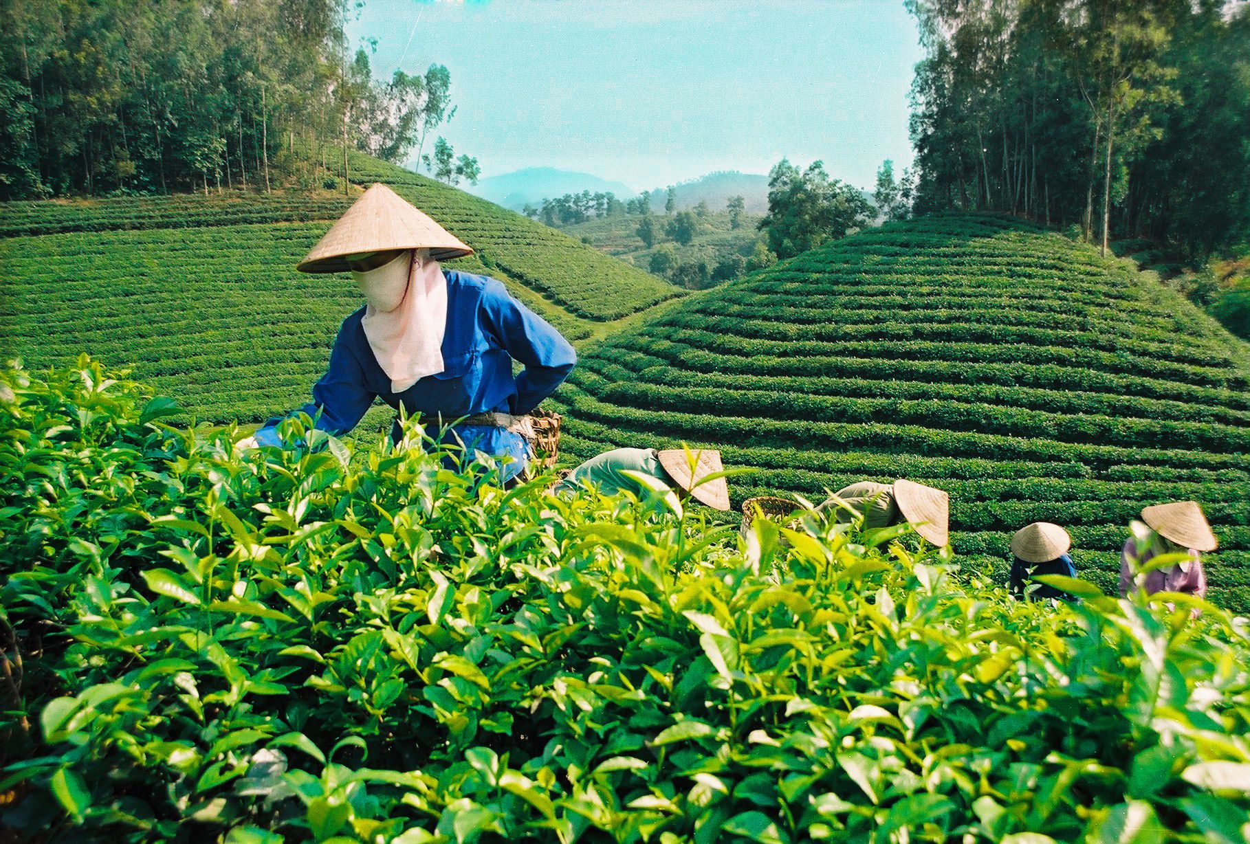 Thai Nguyen - Land der vier großen Tees