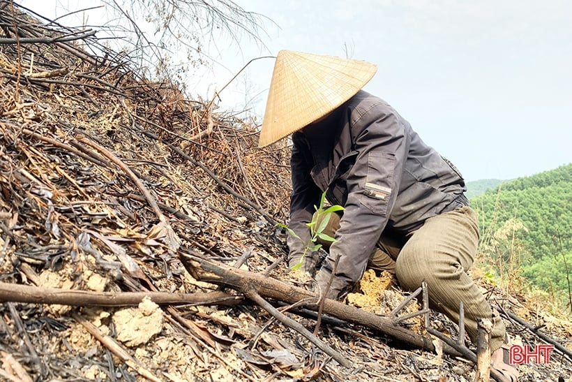 Bám đồi, sớm phủ diện tích trồng keo ở Vũ Quang