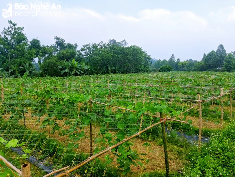 bna_mướp.jpg