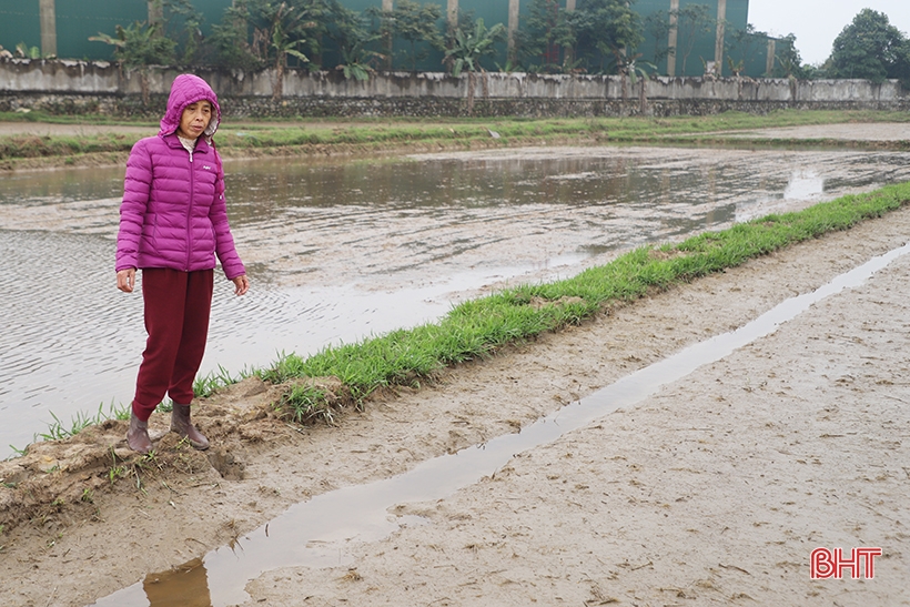 Rét đậm kéo dài, nông dân Hà Tĩnh tăng cường giữ sức cho lúa xuân