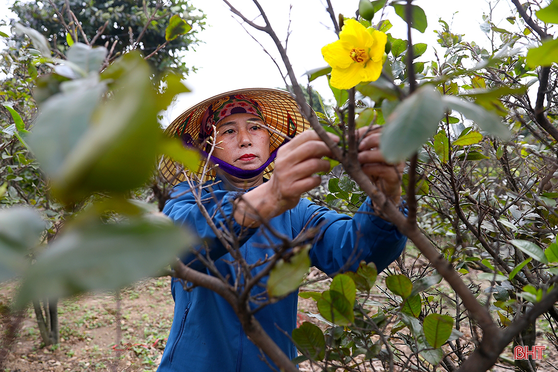 Pueblo de albaricoques amarillos en Ha Tinh durante la temporada del Tet, el más caro es de 30 millones de VND por árbol.