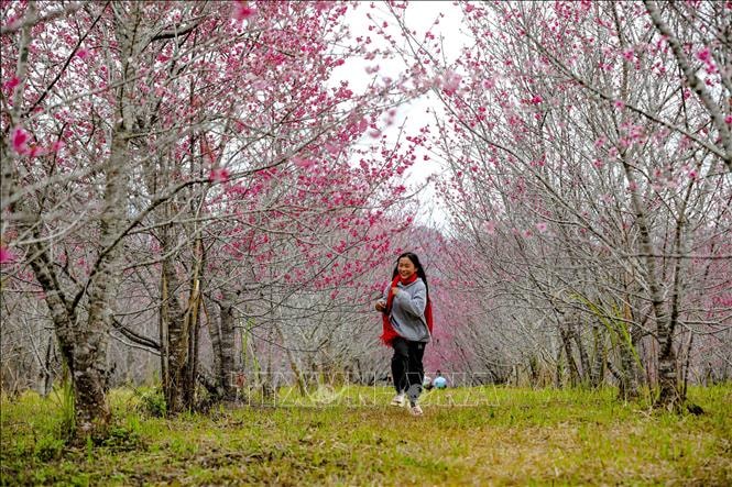 ពិធីបុណ្យ Cherry Blossom