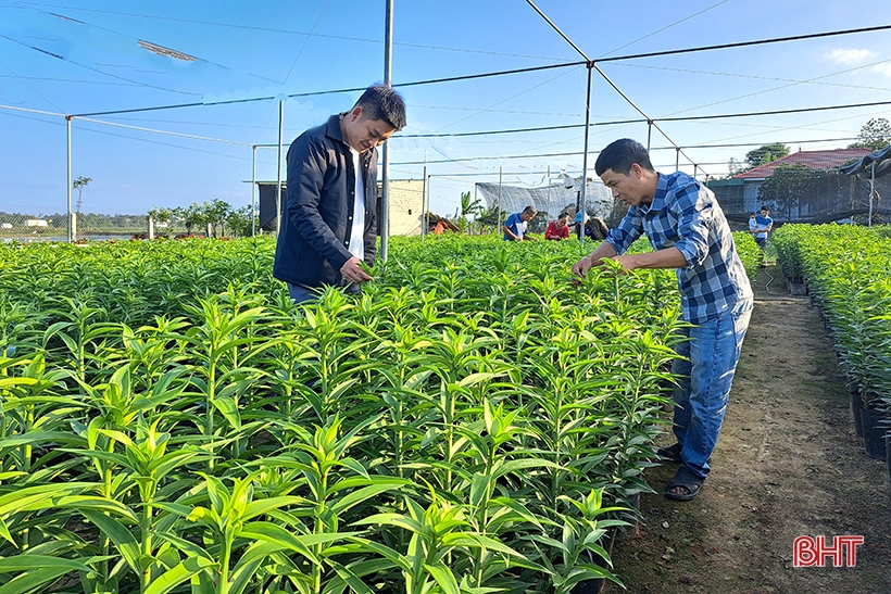 Hàng vạn cây hoa ly chớm nụ chờ tết ở Nghi Xuân