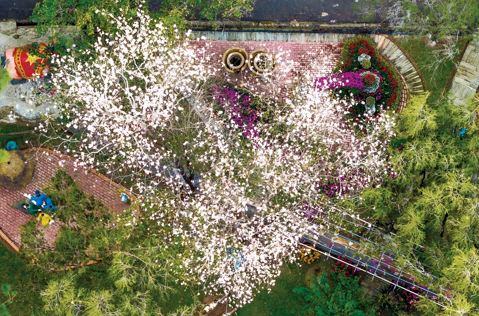 Dalats Bauhinia-Blüten sind bei kaltem Wetter rein