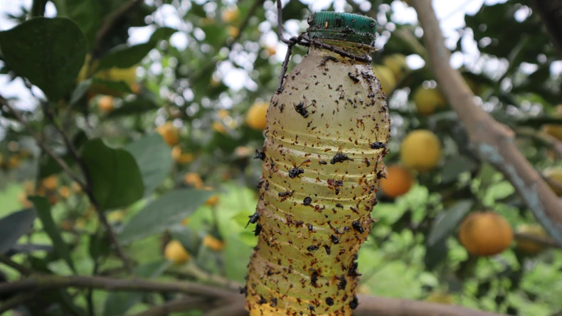 農薬を散布する代わりに、このような捕虫器で有害な昆虫を駆除します。