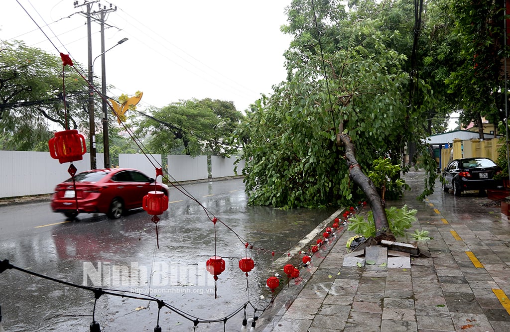 La ciudad de Ninh Binh limpia urgentemente los árboles caídos y rotos