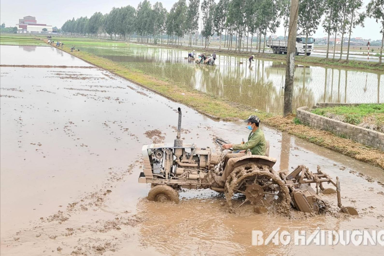 Hải Dương gieo cấy trà mùa sớm xong trước ngày 30/6