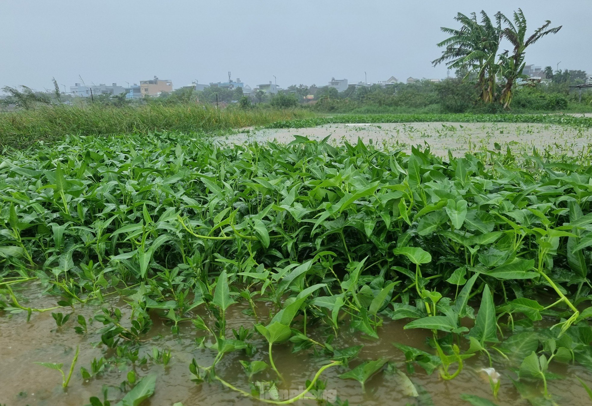 Nach anhaltendem Regen steht das größte Gemüseanbaugebiet in Da Nang unter Wasser. „Die Menschen können nicht rechtzeitig reagieren“, Foto 4.