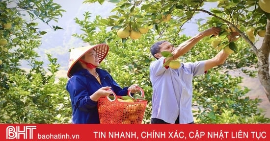 Admire el huerto orgánico de naranjas lleno de frutas en la comuna fronteriza de Ha Tinh