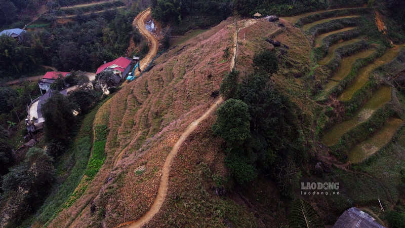 Nằm cách trung tâm huyện Bắc Hà khoảng 20 km về phía Tây Bắc, trên thửa đồi của xã Tả Van Chư nhuộm tím bởi sắc màu của hoa tam giác mạch. 