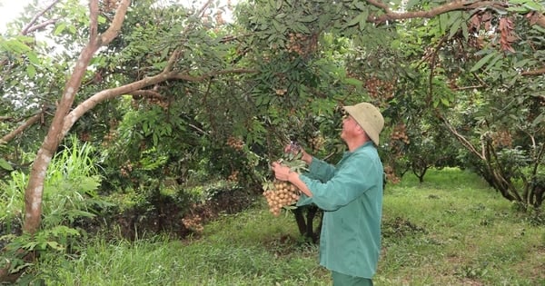 La fruta "ojo de dragón" está de temporada, el precio es el doble que el año pasado, la gente de una comuna de Hoa Binh gana una gran suma de dinero.