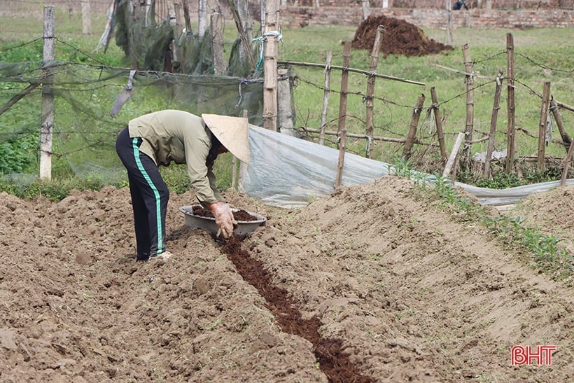 Las verduras y frutas tienen buenos precios y los agricultores de Ha Tinh producen activamente.