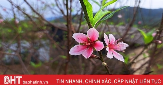 Nghi Xuân có sản phẩm cây cảnh đầu tiên đạt chuẩn OCOP