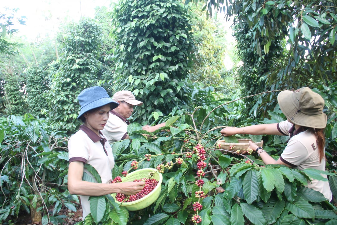 Año cafetalero 2023-2024: Garantizar que la tasa de café maduro recogido sea superior al 85%