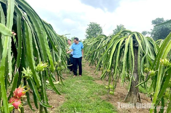 Cơ cấu lại ngành Nông nghiệp: Cơ hội và thách thức - Bài cuối: Để nông nghiệp là trụ đỡ của nền kinh tế