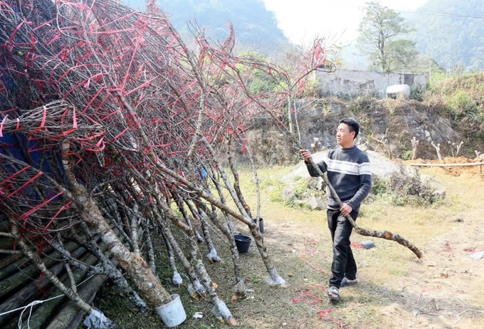 Anh Mùa A Thu, dân tộc Mông, bản Co Chàm, xã Lóng Luông, huyện Vân Hồ chuẩn bị các cành đào để cung cấp cho thương lái. Ảnh: TL