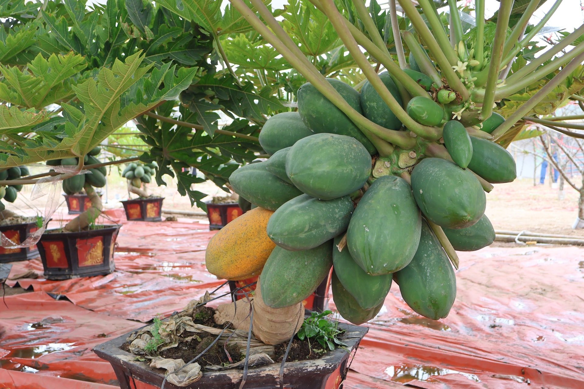 Unique bonsai papaya worth millions attracts customers to buy for Tet