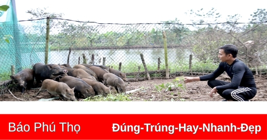 Thất bát vì bão, chàng trai trẻ chuyển hướng làm giàu