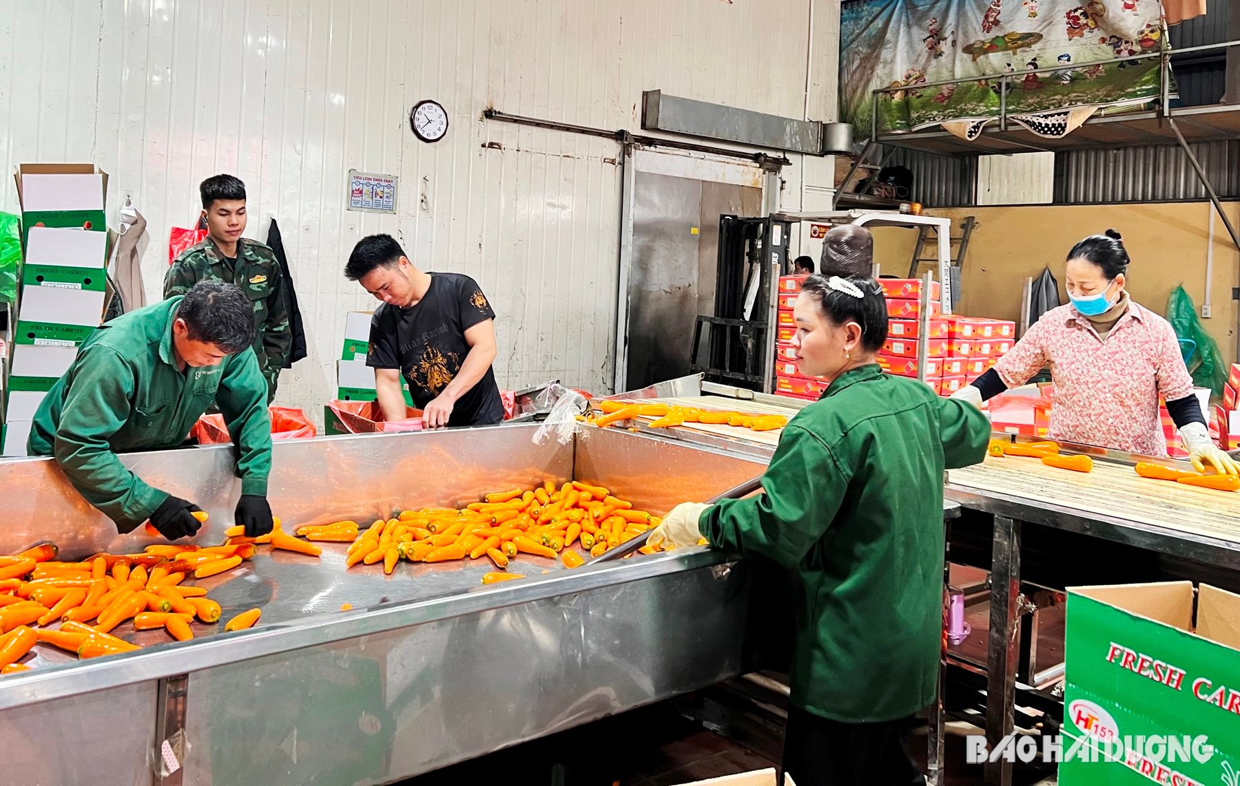 exportación de zanahorias.jpg