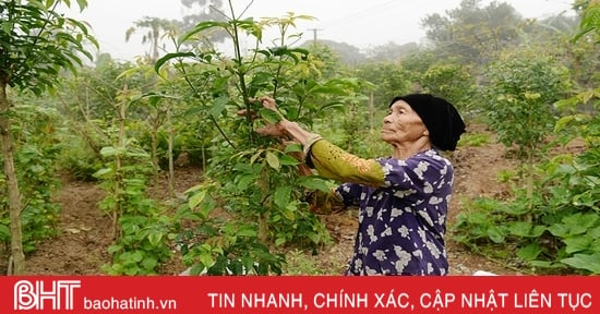 Loại cây trị bệnh xương khớp mang về nguồn thu cho người dân Can Lộc