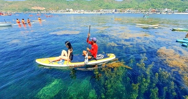 „Goldene Algenfelder“ im Dorf Nhon Hai faszinieren Touristen