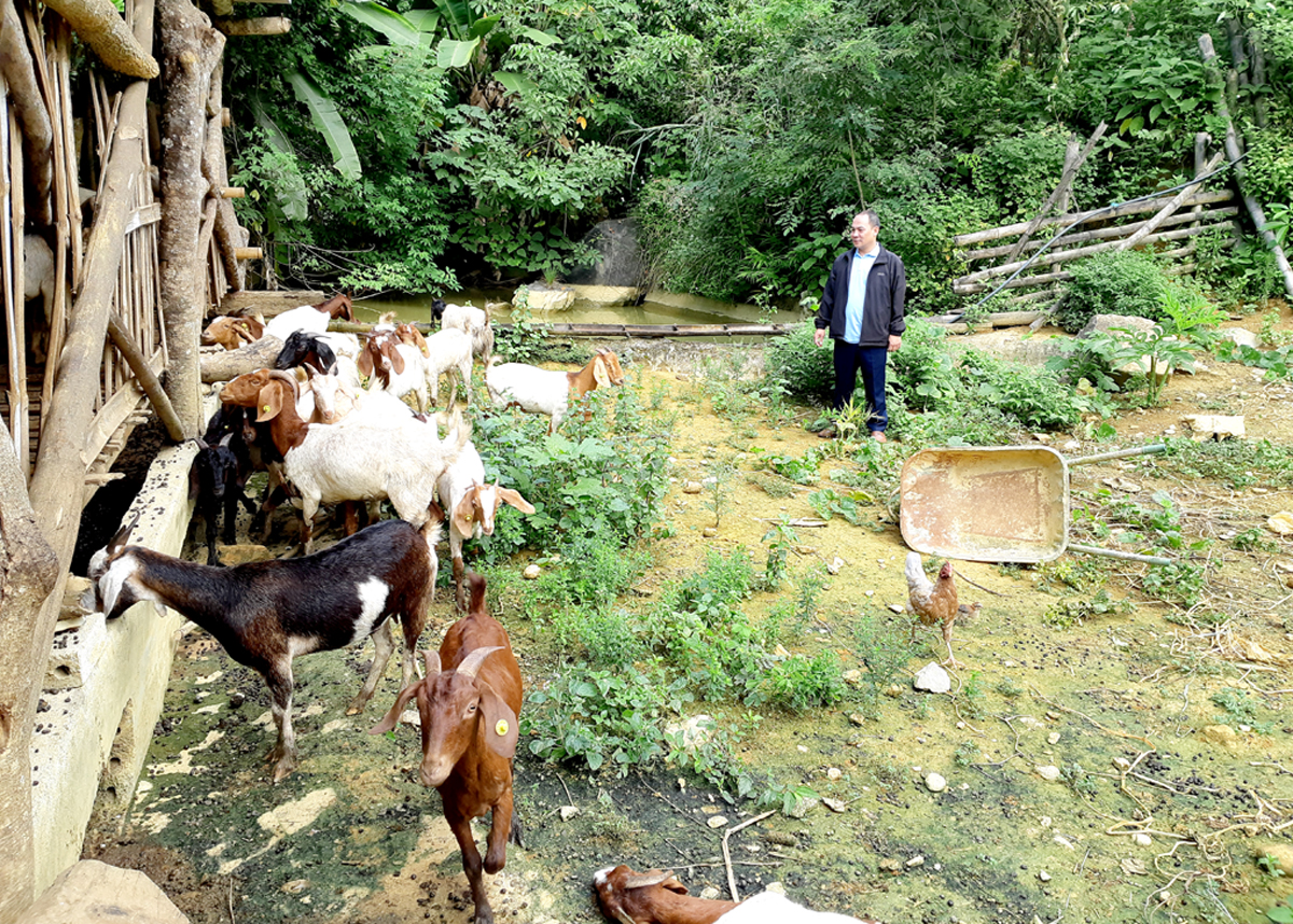 Pa Vay Su コミューンのヤギ飼育連携モデルは、地元の人々の生計手段を生み出します。