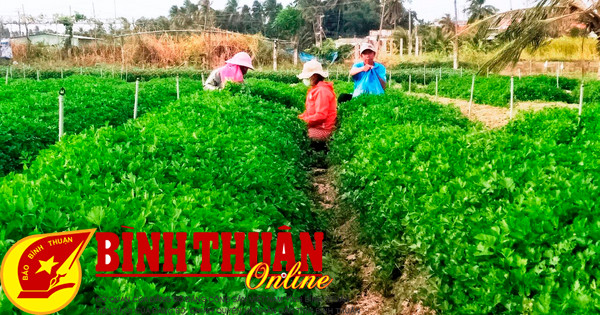 Tet viene del pueblo de las verduras.