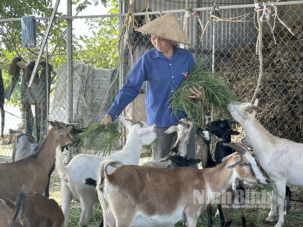 Strengthen protection of livestock during hot season