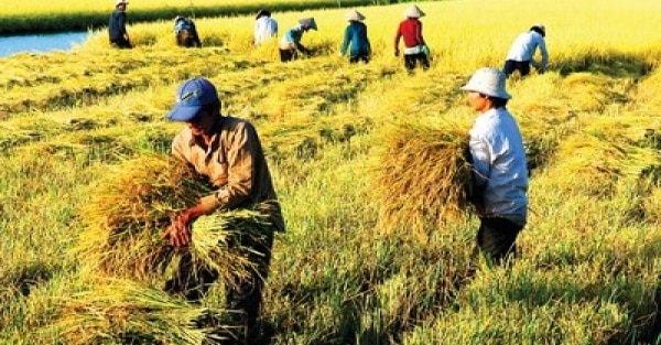 Mercado interno tranquilo, precios de exportación del arroz bajan