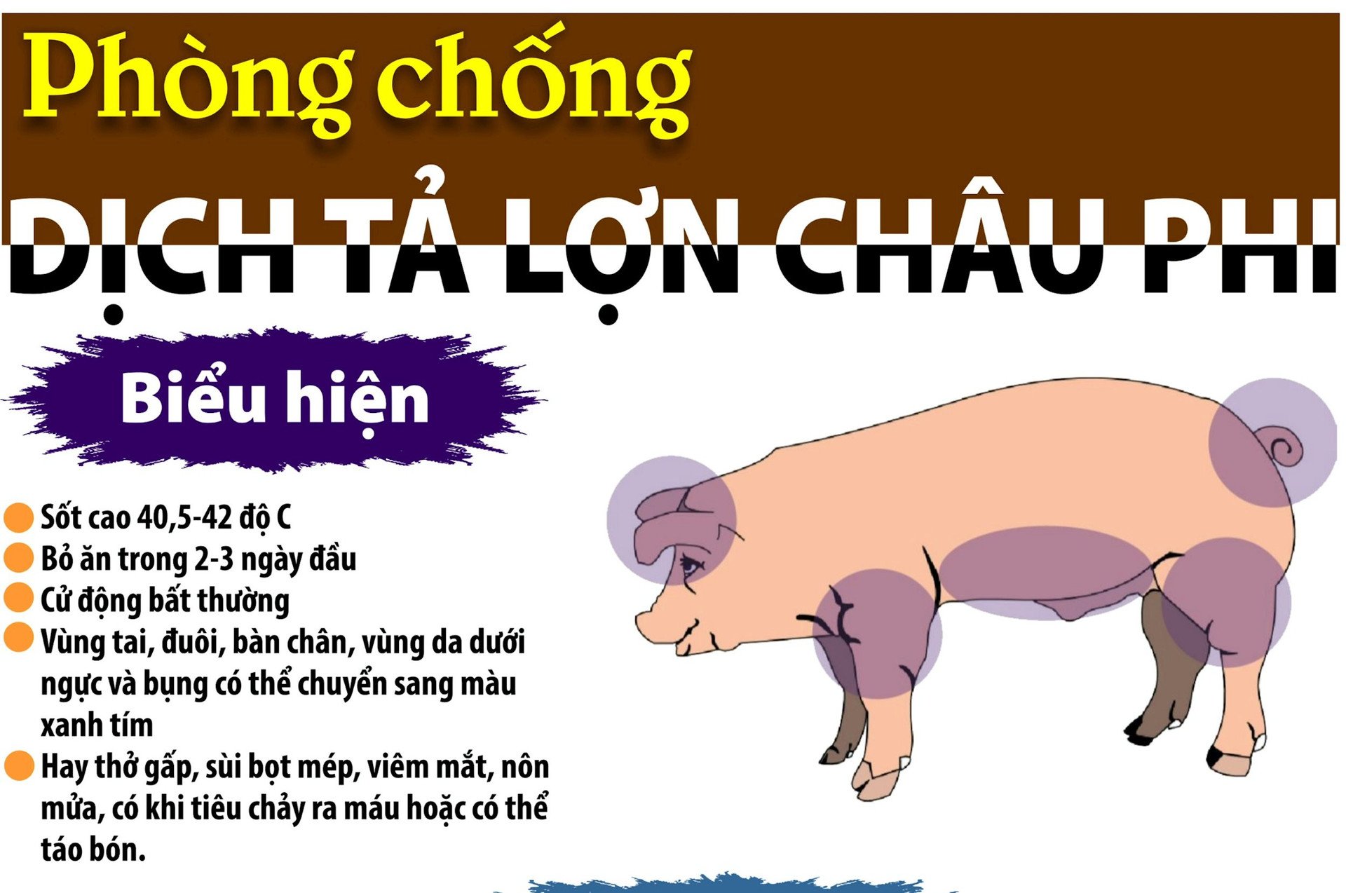 Mách bà con những biện pháp phòng chống dịch tả lợn châu Phi