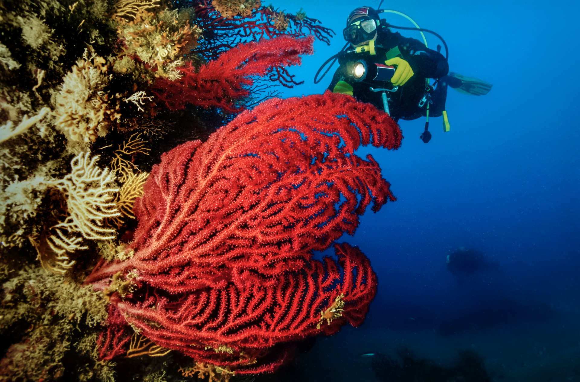 Libera Nha Trang opens a journey to discover 122 precious coral species and 81 marine plant species right at the project with Van San Dao Coral Park - the first artificial coral park in Vietnam.