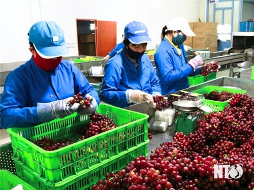 Ninh Phuoc favorise les liens entre production et consommation selon la chaîne de valeur