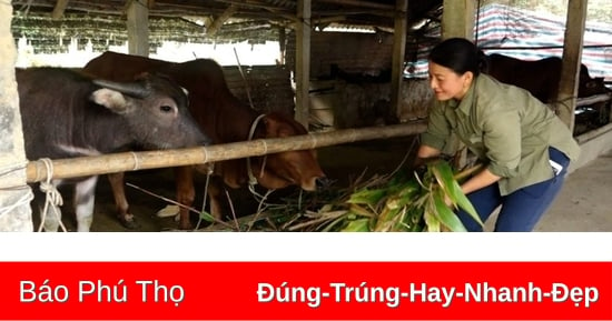 Chủ động các biện pháp ứng phó với rét