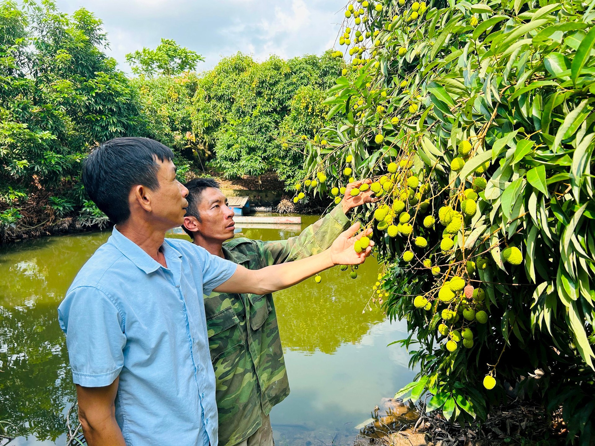 កសិករនៅ Vinh Hoa (Ninh Giang) ថែរក្សាផ្លែល្មុត។