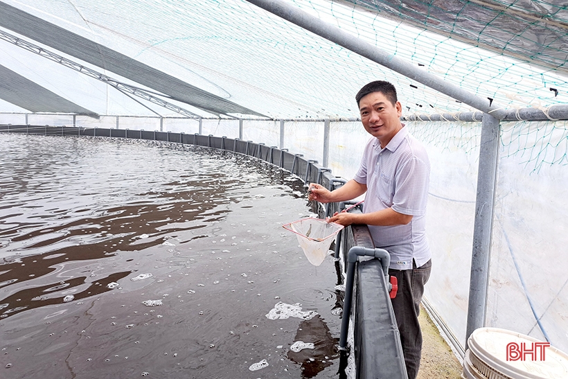 Einzigartiges Garnelenzuchtmodell mit geschlossener Technologie in Gewächshäusern in Nghi Xuan